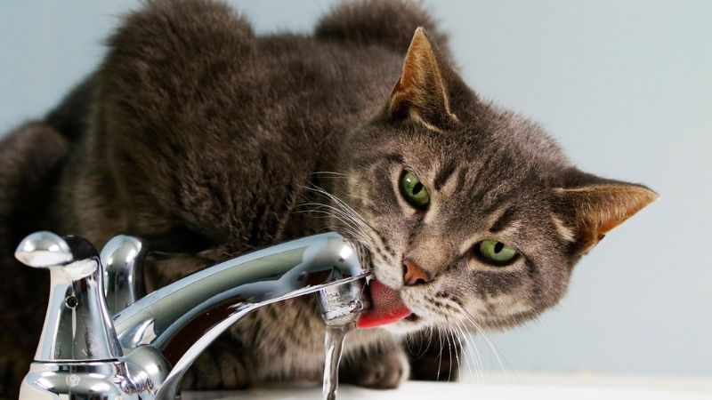 水飲んでる猫