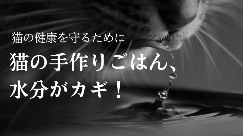 水飲んでる猫