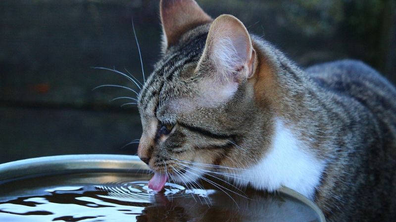 水飲んでる猫