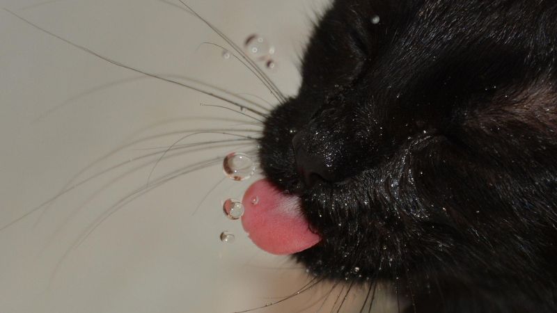 水飲んでる猫
